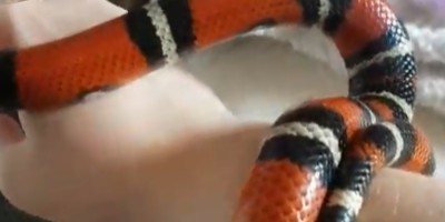 Atlanta snake